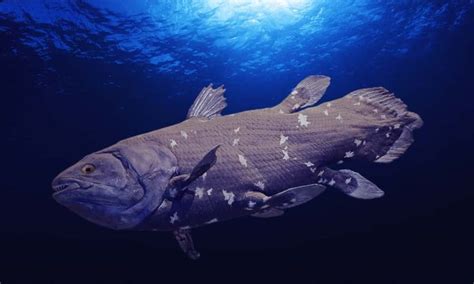 Older Than Dinosaurs Last South African Coelacanths Threatened By Oil