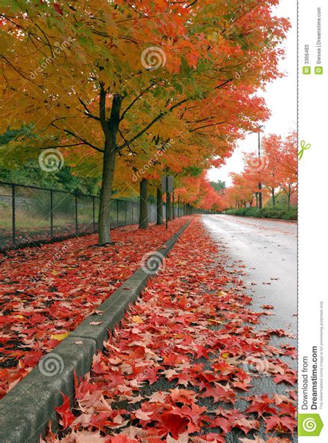 Fall Leaves On The Ground Stock Photos Image 3366483