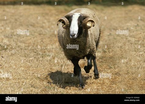 Bizet Domestic Sheep A French Breed From Cantal Ram Stock Photo Alamy