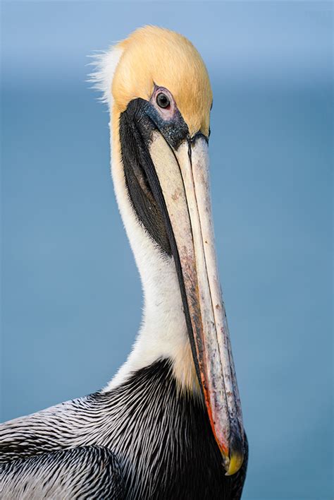 Florida Pelican Portrait 1 Photography By Mark H Brown