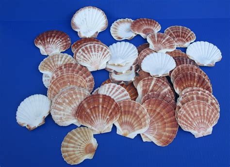 3 12 To 4 78 Inches Wholesale Irish Flat Shells Great Scallop Shells