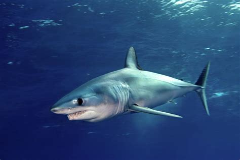 Shortfin Mako Sharks By James Rd Scott