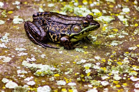 Male Green Frog Resting On A Slab Of Rock Beside A Pond New Jersey