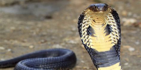 They are long, fast, and highly venomous. You are trapped in the same cage as a king cobra. What ...