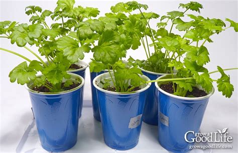 How To Grow Celery Using Self Watering Planters