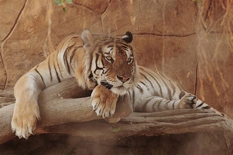 Royalty Free Tiger Claw Pictures Images And Stock Photos Istock