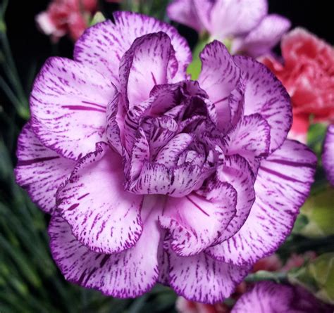 Purple Spectro Mini Carnation Stunning Spectacular Striking