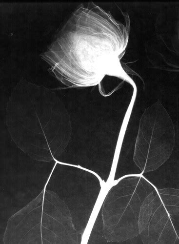 Film X Ray Radiograph Of Iodine Rose Large Huge Photo Of Flickr