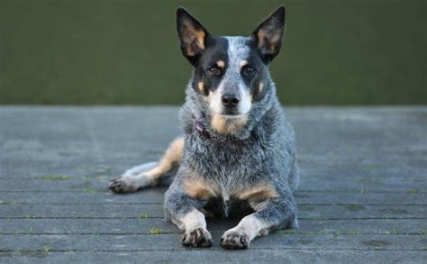 See if these beautiful dogs are perfect for you. 7 Facts to Know About Australian Cattle Dogs Before You ...