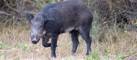 The Invasive Feral Pig Critter Science