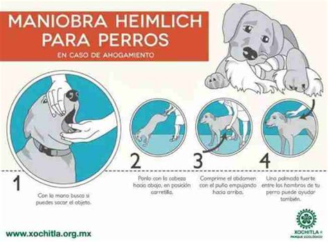 Cómo actuar si mi perro se ha atragantado Maniobra de Heimlich en Perros