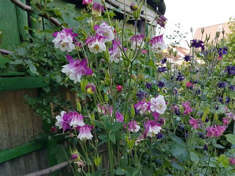 Wir sind das frische garten & pflanzenlexikon mit ideen für grüne oasen, junges gemüse und einen garten, der spaß macht. Pfalnzen Blume Sorte bestimmen? (Garten, Blumen ...