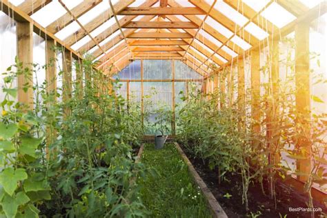 Do Home Greenhouses Fulfill Dreams Ambitions And Pleasure