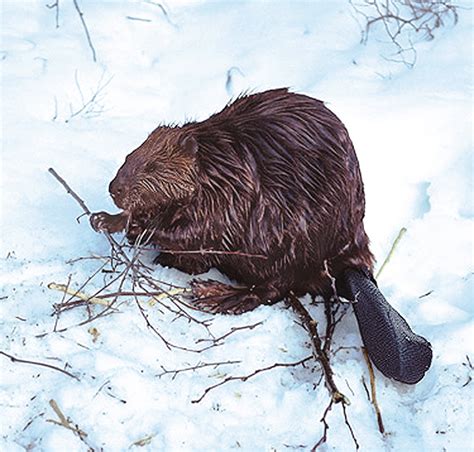 Beaver 1 Oz 30ml