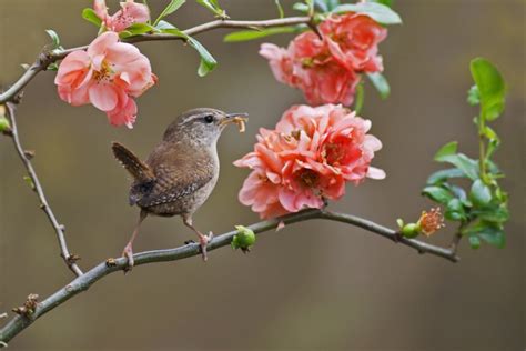 Wren Bird Branch Flowers Blooms Wallpapers Hd Desktop And Mobile