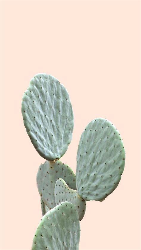 Minimalist Cactus Iphone Wallpapers Ntbeamng