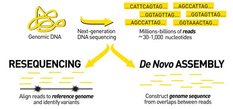 Sequencing From Scratch Reference Genomes And De Novo Sequence