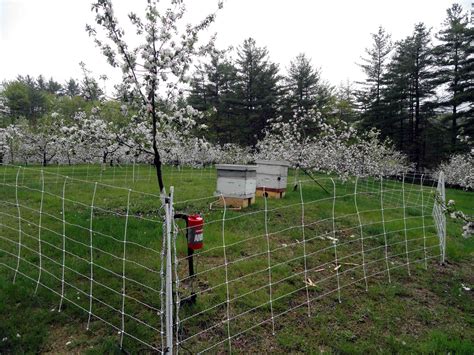 Protect your trees and shrubs from deer and other animals with ross deer netting. How to fence out bears in Massachusetts | Black bear ...
