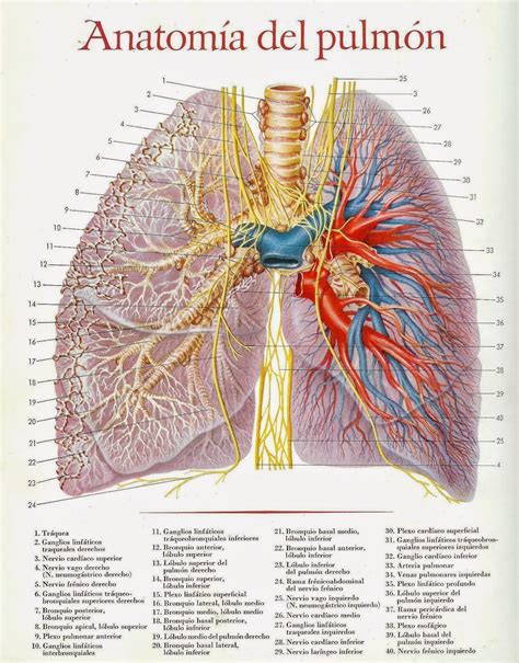 Qubit7 Aikacode Ilustraciones De La Anatomia De Varios Organos Y Tejidos