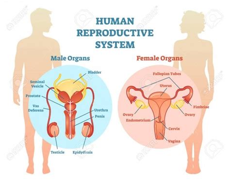 diagram of human reproduction