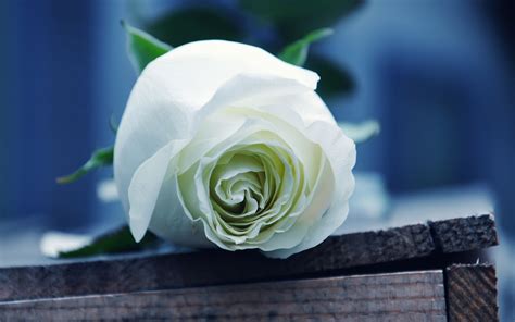 White Rose Wallpaper High Definition High Quality Widescreen