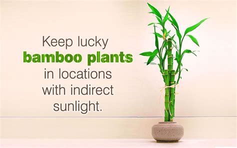 Plant care for lucky bamboo. Simple Instructions to Provide the Best Care for Your ...