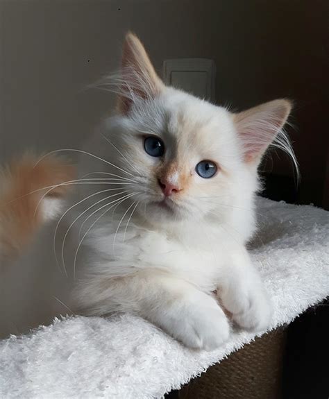 33 Ragdoll Cat Breeds With Pictures Furry Kittens