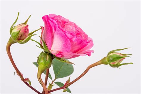 Kletterrose Mini Eden Rose Rosa Mini Eden Rose Günstig Online Kaufen