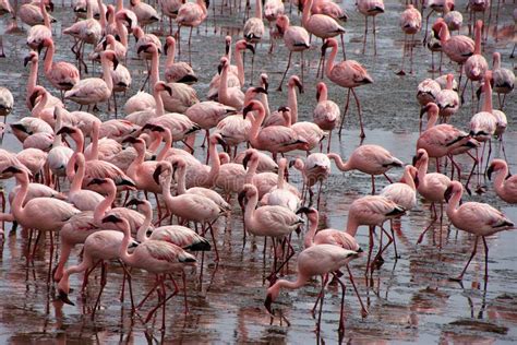 Pink Flamingos Stock Photo Image Of Lagoon Curves Feeding