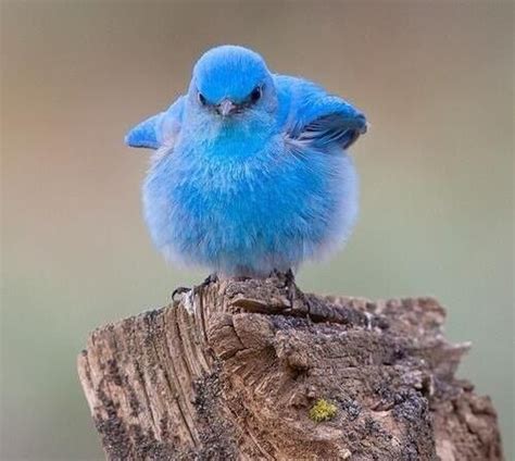 Fluffy Blue Bird Thats For The Birds Pinterest