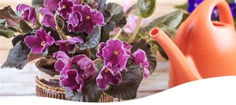 Growing Amazing African Violets Ted Lare Design Build