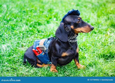 Dachshund Dog Cute Puppy On Grass Stock Photo Image Of Denim