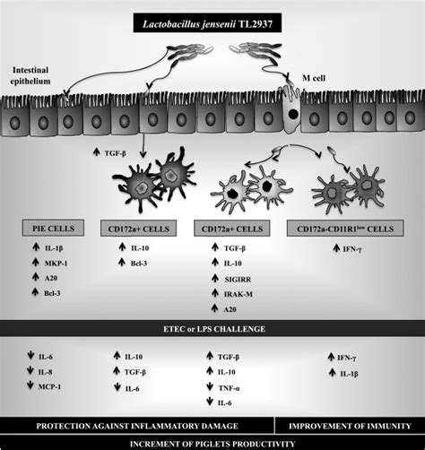 Proposed Mechanism For The Immunomodulatory Effect Of Lactobacillus