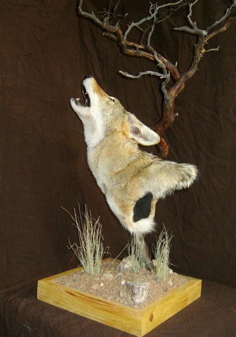 Finished Coyote Mount Taxidermy Discussion Forum