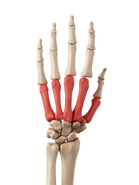 The Metacarpal Bones 库存例证 插画 包括有 手指 轰炸机 掌部 骨骼 现有量 56652061