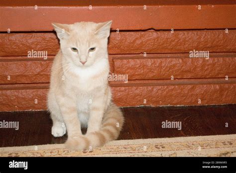 Cream Tabby Cat Stock Photo Alamy