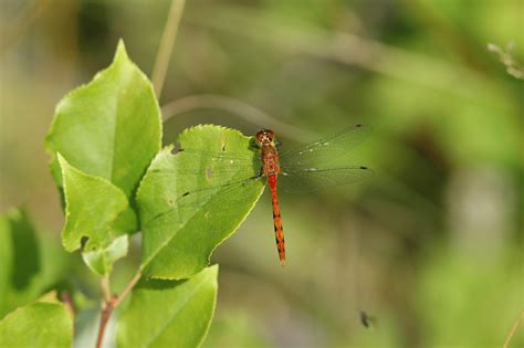 The Fascinating World Of Dragonflies And Their Importance To Ecosystems
