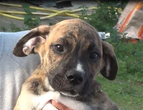 Boxer mischling boxer welpe verkaufe leider meinen spike da ich mich vom partner getrennt habe mischling erwachsen name: Boxer Mischling - Akino, (Welpe(n)) - Zuhause gefunden ...