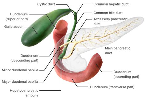 Gallbladder And Biliary Tract Anatomy Concise Medical Knowledge Free