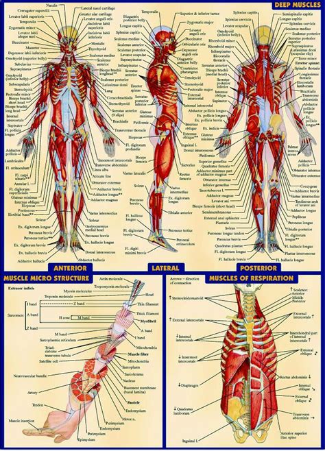 Free Shippinghuman Body Anatomical Chart Muscular System