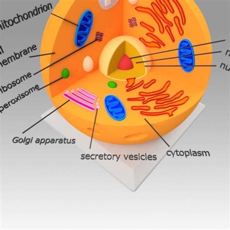 We did not find results for: Animal Cell | CGTrader