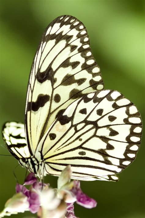 Maybe you would like to learn more about one of these? Butterfly Wallpaper iPhone Ch61i | CH20 WEBMASTER