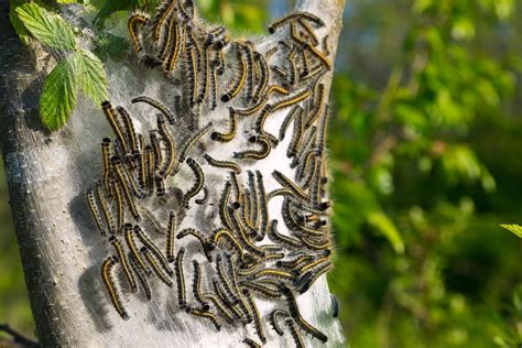 No matter what the do my own pest control promotion is, it can give you amazing discounts. Tent Caterpillar Control (Tent Worms) - How to Get Rid of ...