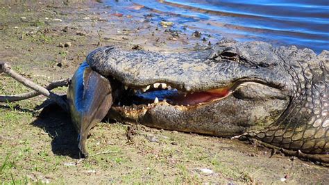Florida Alligator Hunting Season 2022 Bodnar Kishaba99