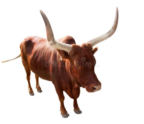 Brown Bull With Large Horns Stock Photo Image Of Single Animal 24088516