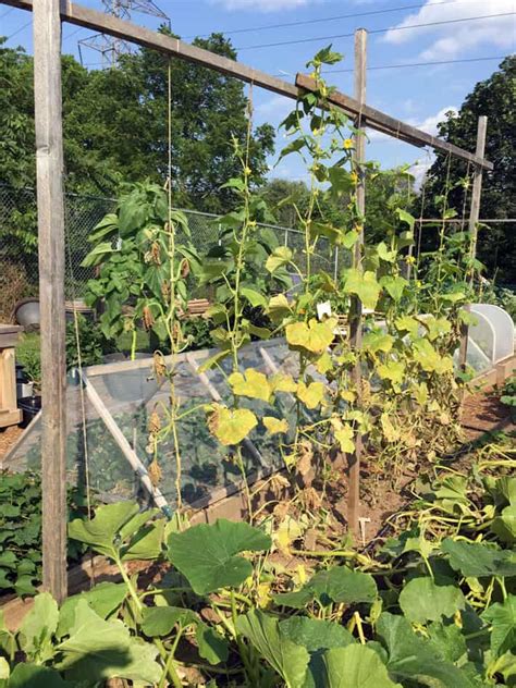 How To String Train Cucumbers For Less Disease And Easier Harvesting