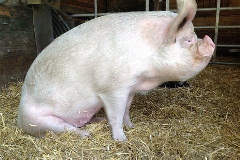Large White Pig Profile Facts Traits Lifespan Diet Range Mammal Age