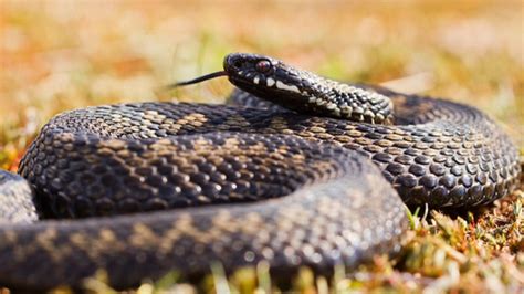 Adder Snakes Spotted In Lincoln Swanholme Lakes