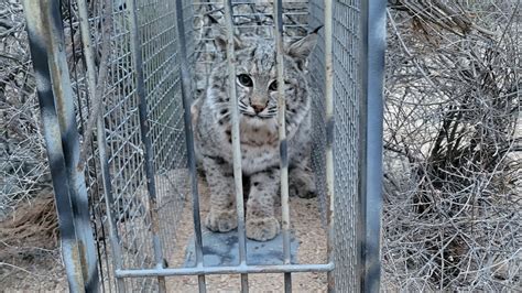 Cage Trapping Bobcats In Arizona Weeks 2 And 3 Youtube