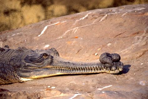 Amazing Facts About Gharials That Will Impress You Animal Encyclopedia